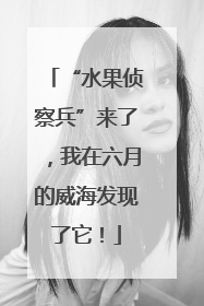 “水果侦察兵”来了，我在六月的威海发现了它！