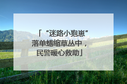 “迷路小狍崽”落单蜷缩草丛中，民警暖心救助