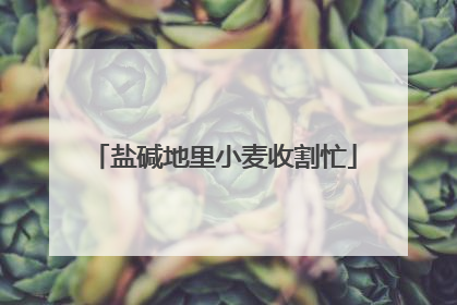 盐碱地里小麦收割忙