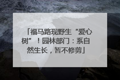 福马路现野生“爱心树”！园林部门：系自然生长，暂不修剪