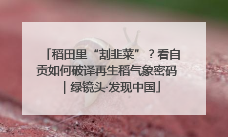 稻田里“割韭菜”？看自贡如何破译再生稻气象密码｜绿镜头·发现中国