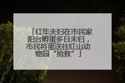 红隼夫妇在市民家阳台孵蛋多日未归，市民将蛋送往红山动物园“抢救”