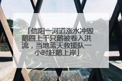 信阳一河道涨水冲毁鹅圈上千只鹅被卷入洪流，当地蓝天救援队一小时赶鹅上岸