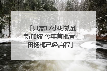 只需17小时就到新加坡 今年首批青田杨梅已经启程