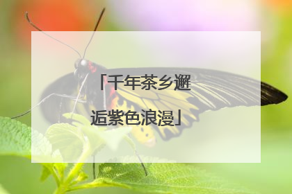 千年茶乡邂逅紫色浪漫