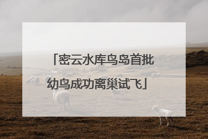 密云水库鸟岛首批幼鸟成功离巢试飞