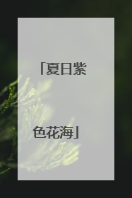夏日紫色花海