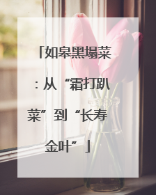 如皋黑塌菜：从“霜打趴菜”到“长寿金叶”