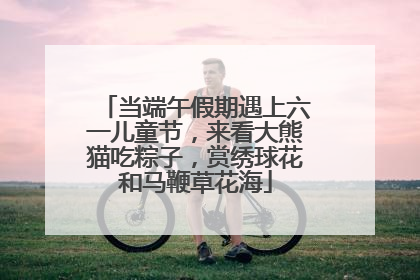 当端午假期遇上六一儿童节，来看大熊猫吃粽子，赏绣球花和马鞭草花海