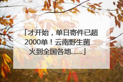 才开始，单日寄件已超2000单！云南野生菌火到全国各地……