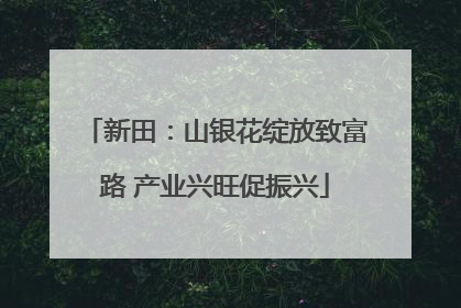新田：山银花绽放致富路 产业兴旺促振兴