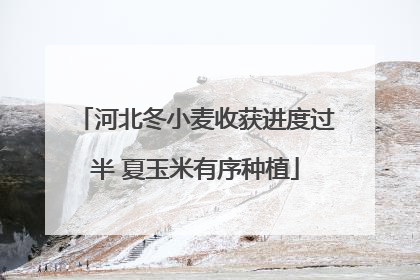 河北冬小麦收获进度过半 夏玉米有序种植