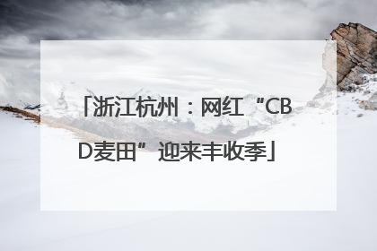 浙江杭州：网红“CBD麦田”迎来丰收季