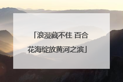 浪漫藏不住 百合花海绽放黄河之滨