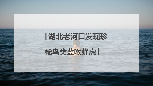 湖北老河口发现珍稀鸟类蓝喉蜂虎