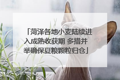 菏泽各地小麦陆续进入成熟收获期 多措并举确保夏粮颗粒归仓