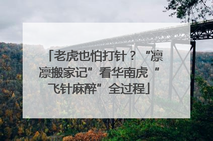 老虎也怕打针？“凛凛搬家记”看华南虎“飞针麻醉”全过程