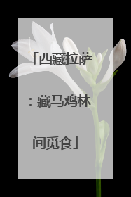 西藏拉萨：藏马鸡林间觅食