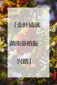 金叶铺就湖南桑植振兴路